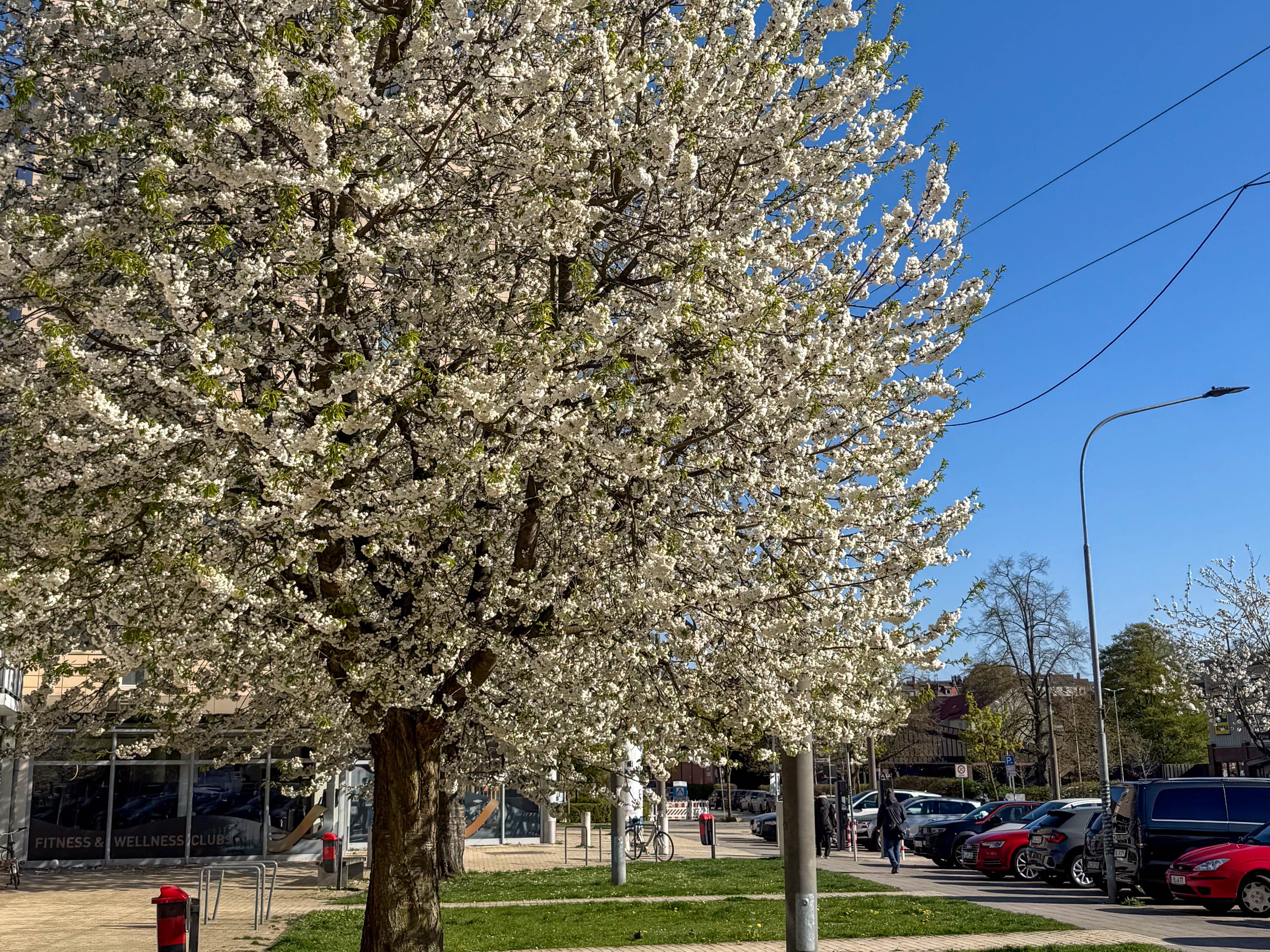 Blühender Baum am Hansering in St. Lorenz Süd – Nachbarschaft mit Gehweg, Geschäften und klarem Himmel
